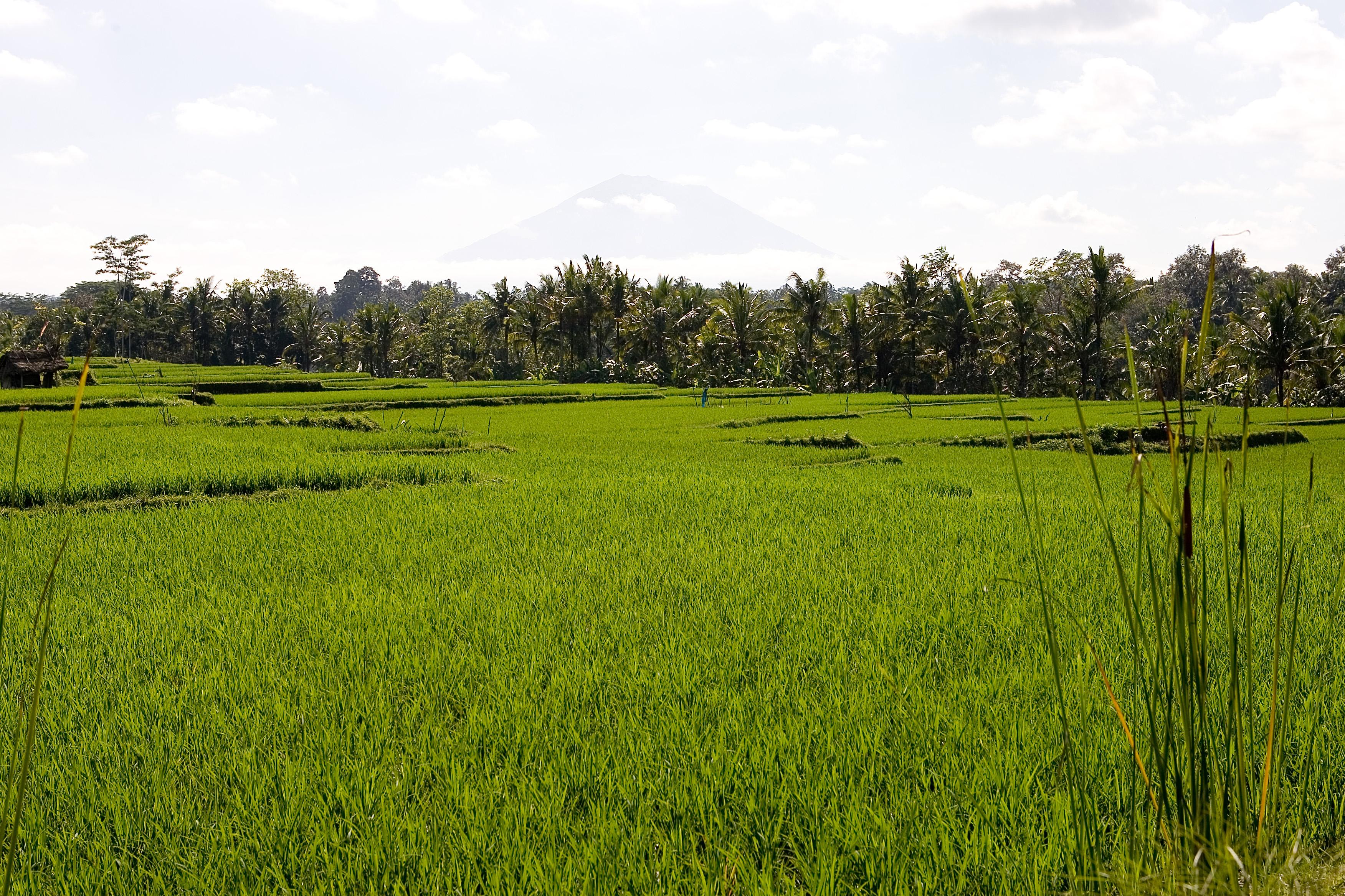 Viceroy Bali Hotel Ubud  Exterior photo